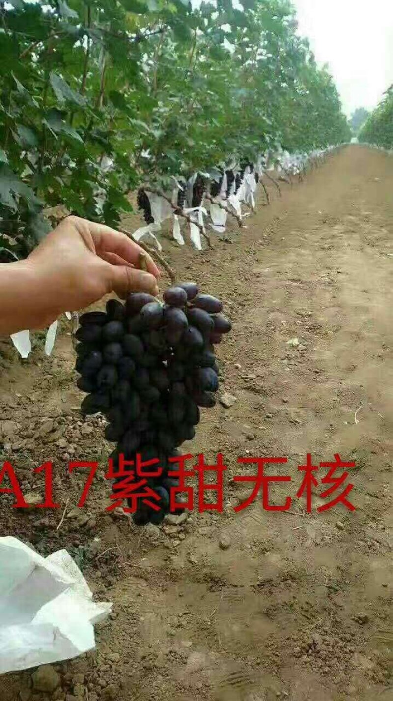 佳旺葡萄苗木基地