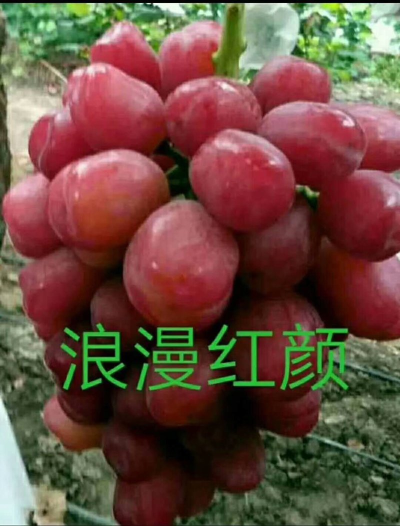 佳旺葡萄苗木基地