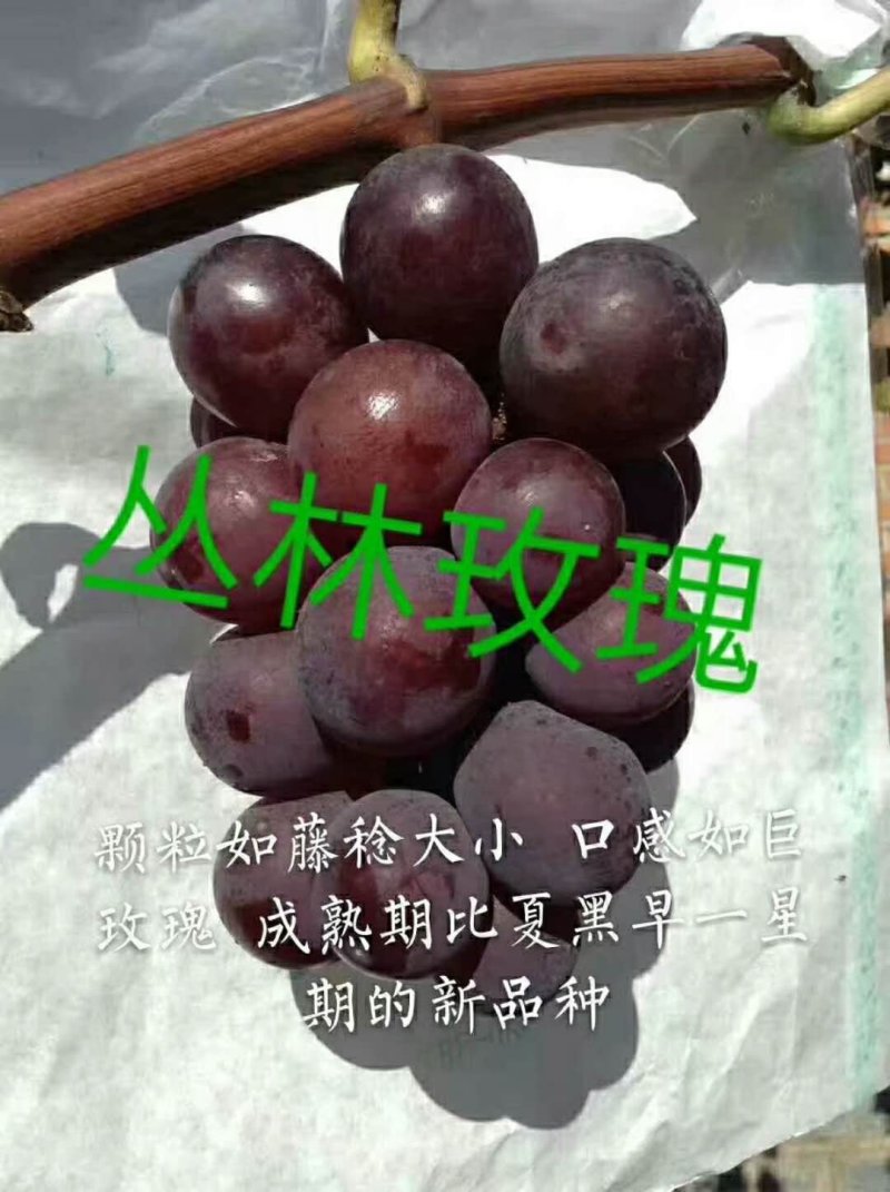 佳旺葡萄苗木基地