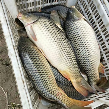 鲤鱼10斤左右/条鲜活垂钓
