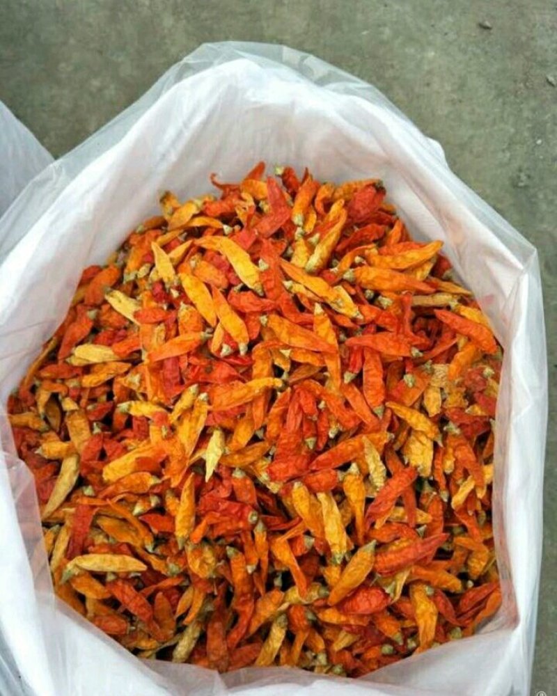 辣椒王贵族精品