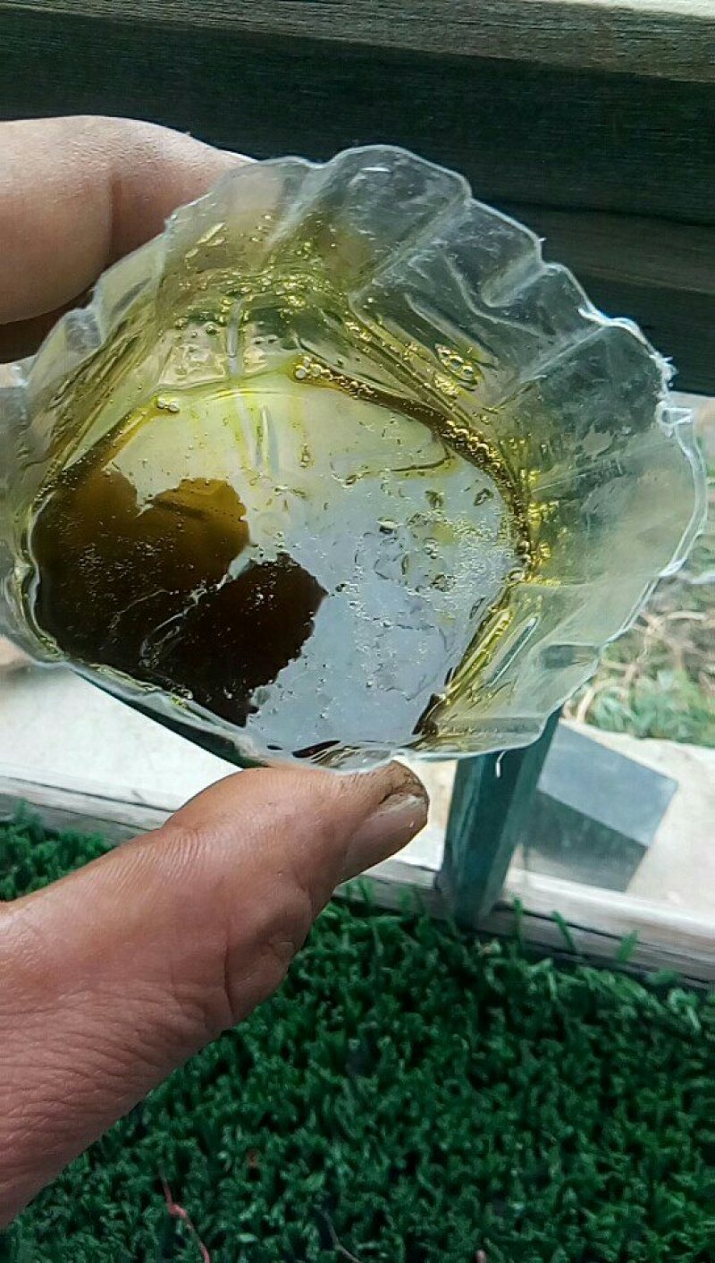 油菜籽