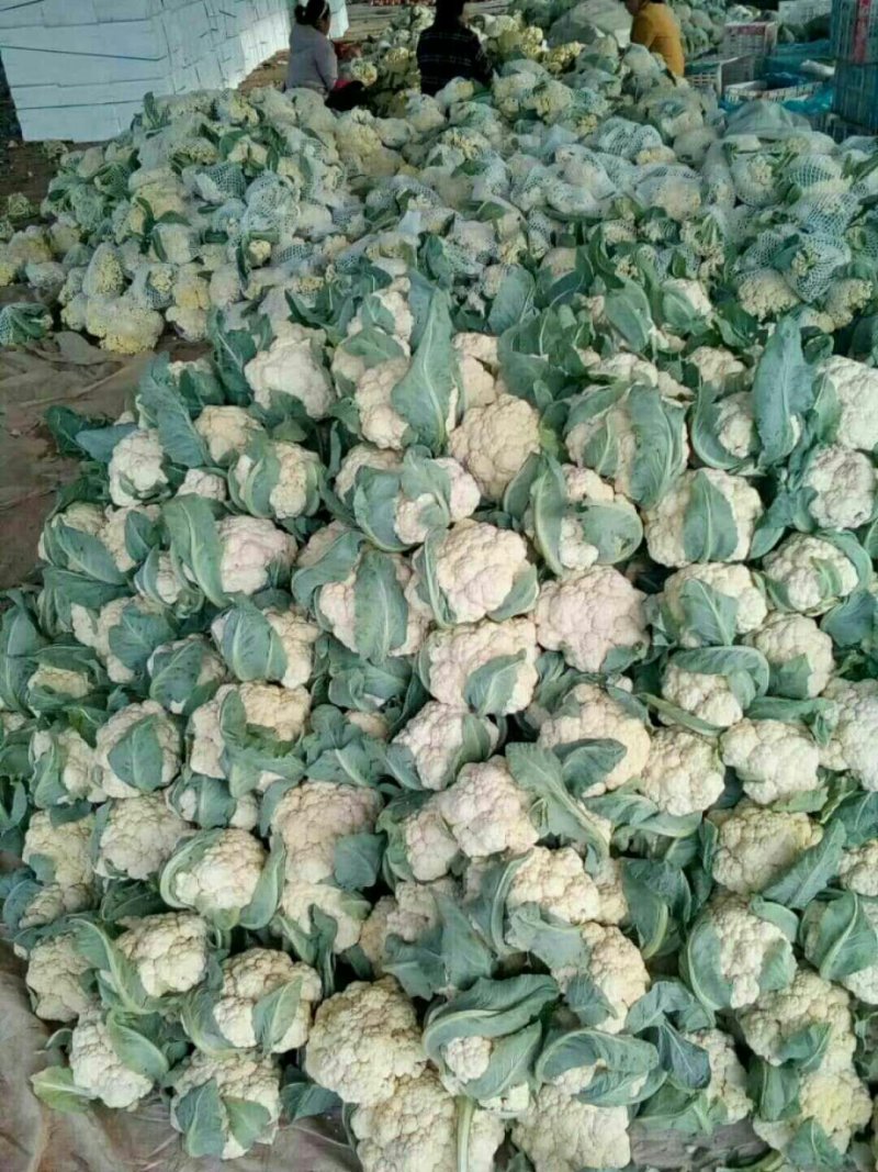 山东聊城，白面青梗松花，菜花，实力代收，刘宪争，代发全国
