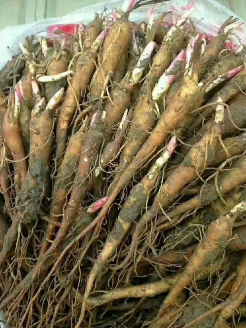赤芍苗，白芍苗，改良赤芍苗，产量高，成活率高