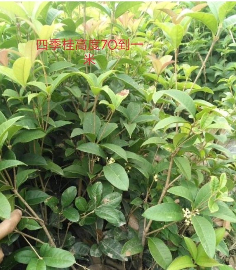 四季桂苗四季桂花苗，月月桂花树苗，花期长