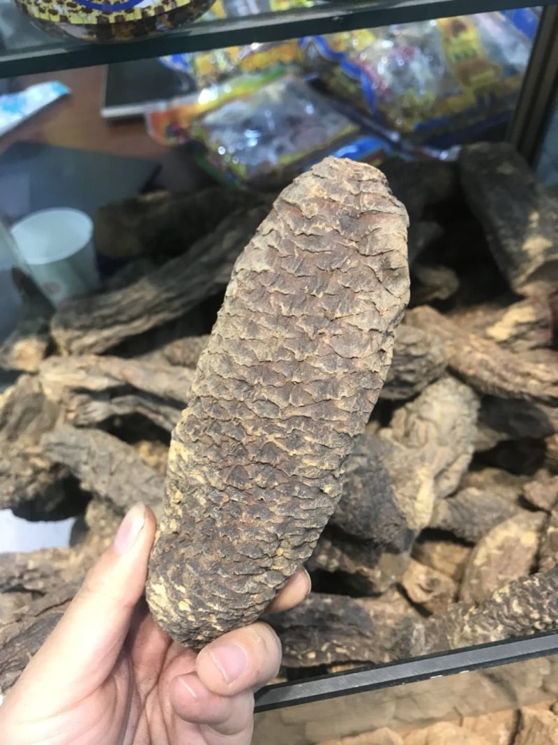 肉苁蓉