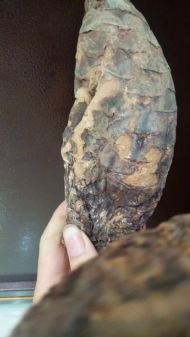 肉苁蓉