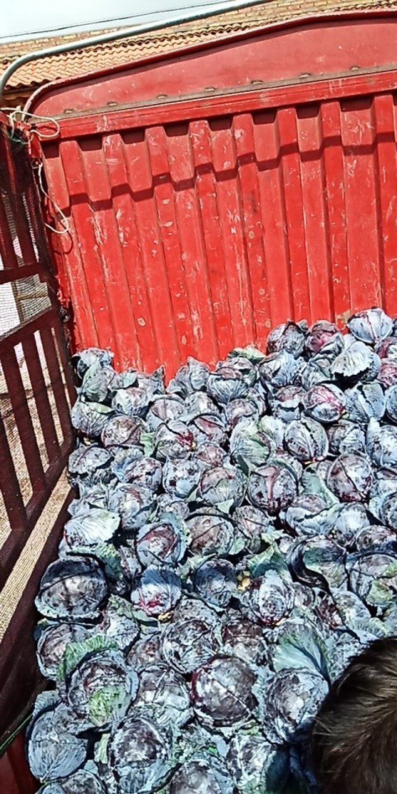 白粉精品紫甘兰已大量上市