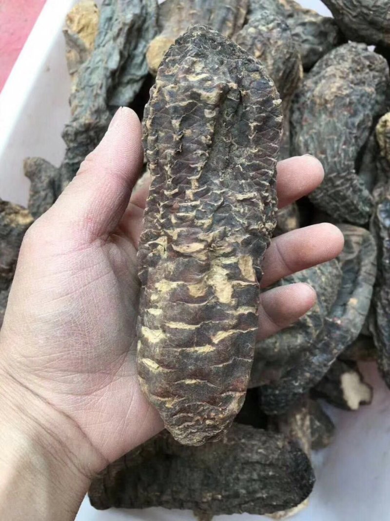 肉苁蓉