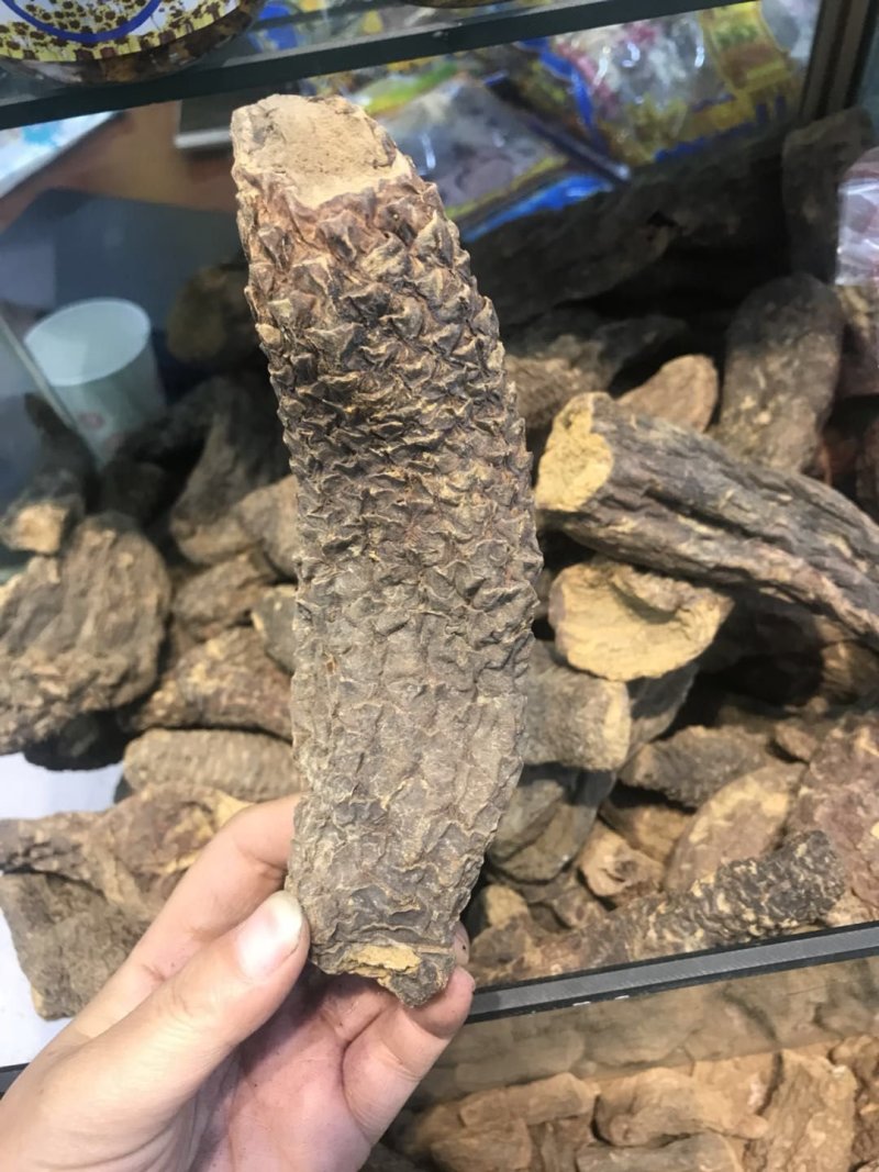 肉苁蓉