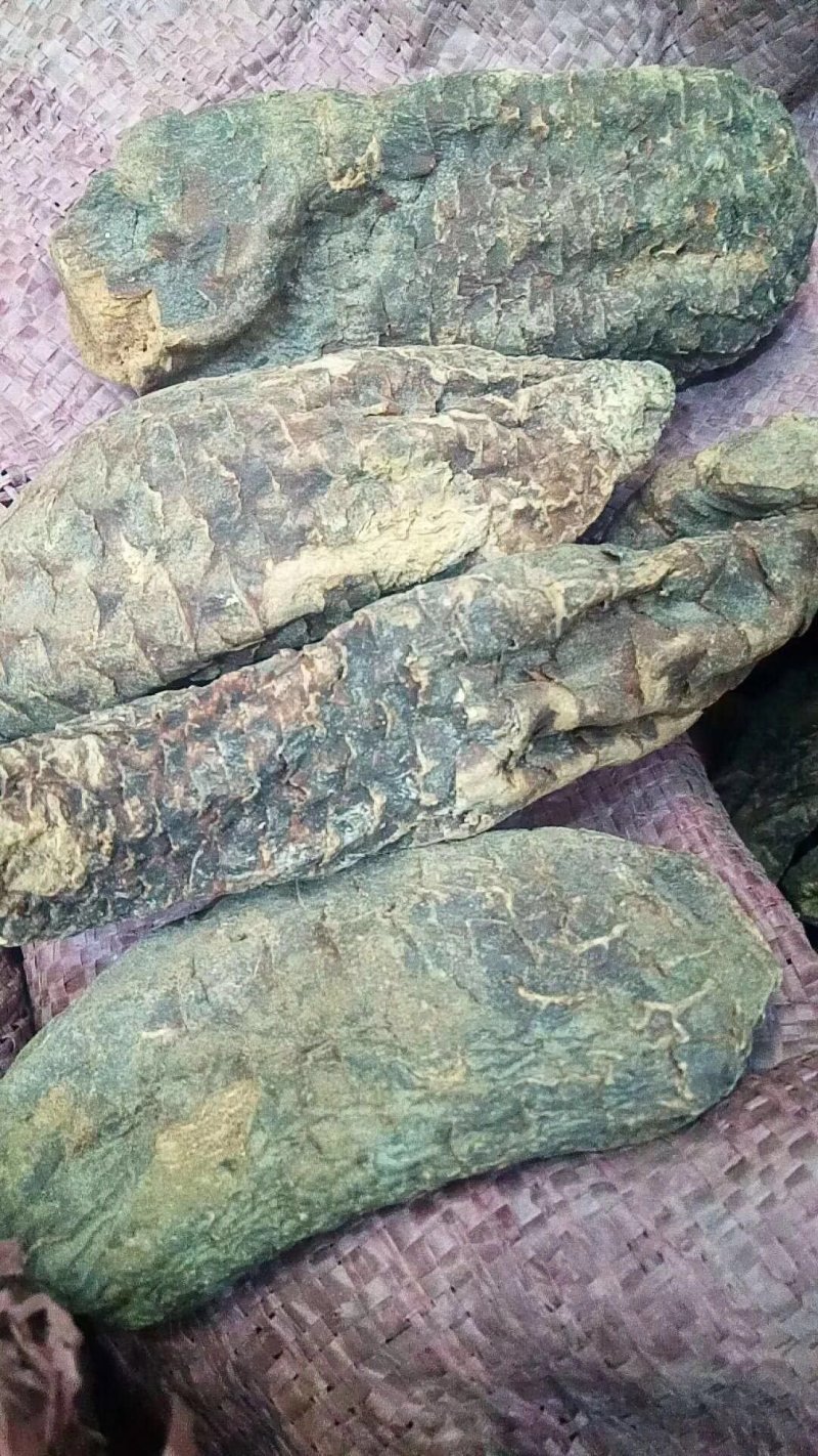 肉苁蓉