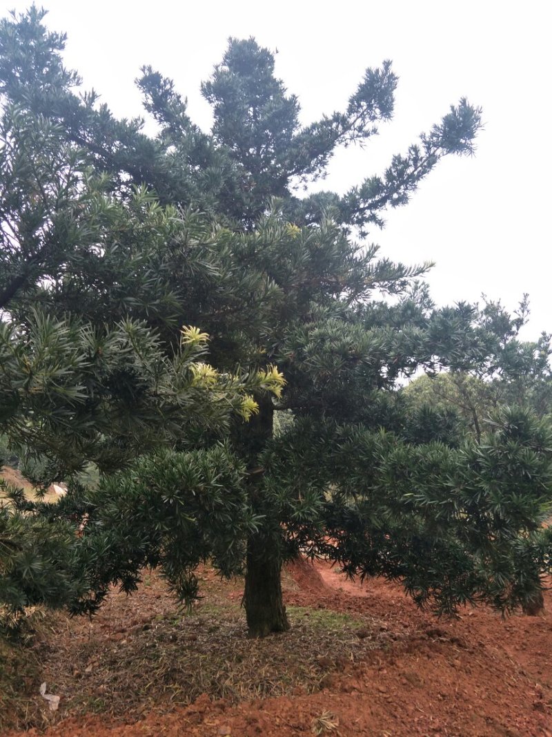精品造型罗汉松，10一35公分叶片饱满，