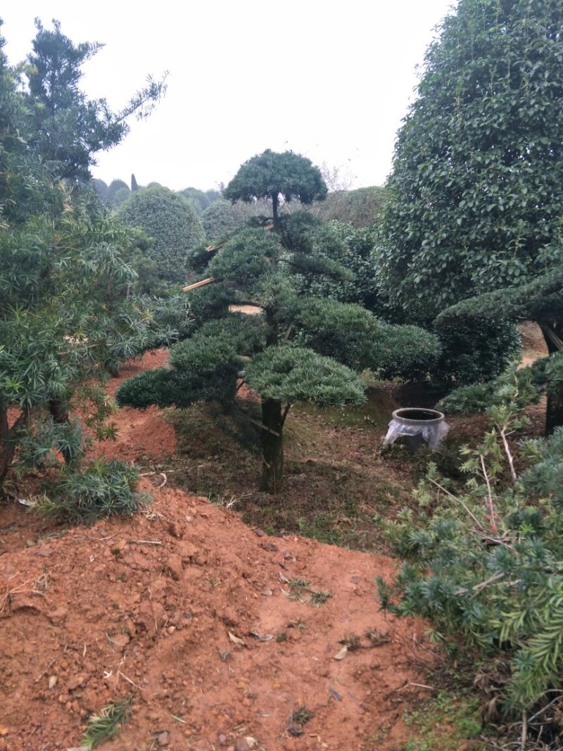 精品造型罗汉松，10一35公分叶片饱满，