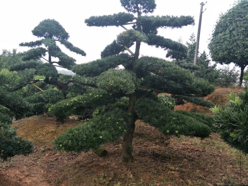 精品造型罗汉松，10一35公分叶片饱满，