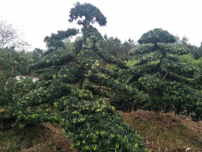 精品造型罗汉松，10一35公分叶片饱满，