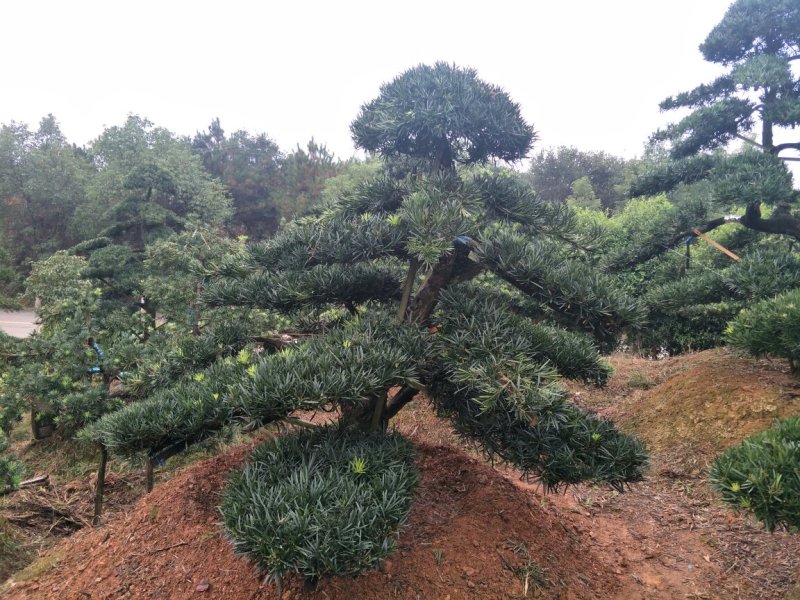 精品造型罗汉松，10一35公分叶片饱满，