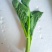 菜苔