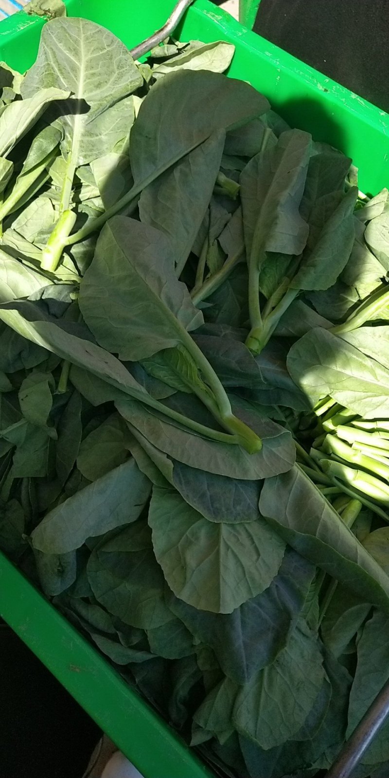 菜苔