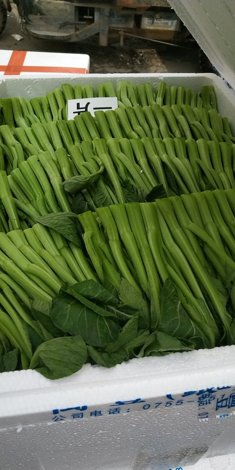 菜苔