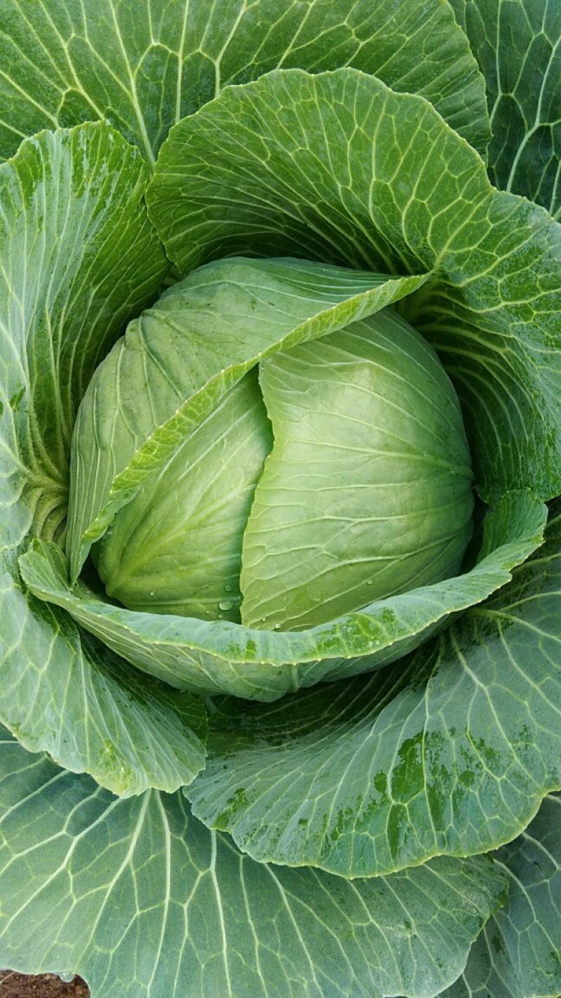 平顶莲花白