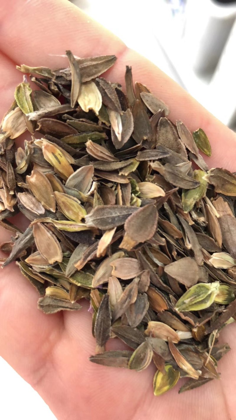 百日草种子热门花海多花重瓣简单易种混色单色可货到付款