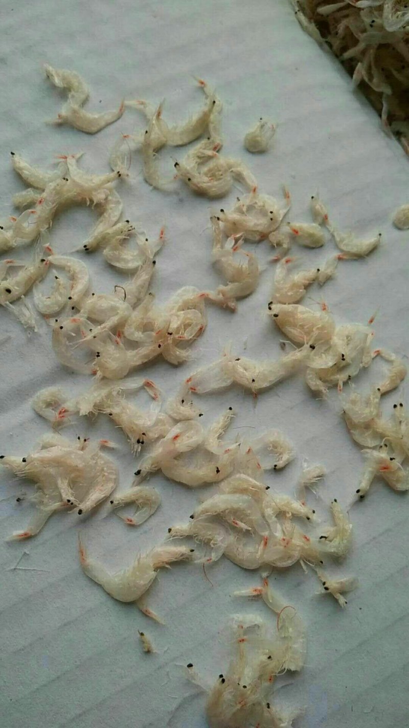 虾皮