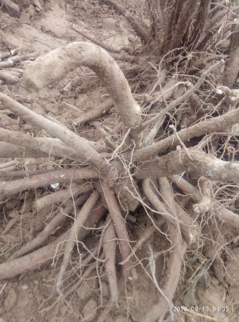 白芍种苗产地直销技术指导回收产品量大优惠