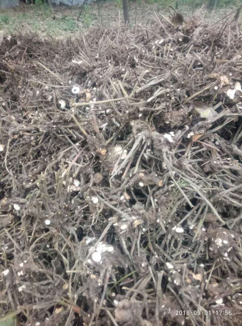 白芍种苗产地直销技术指导回收产品量大优惠