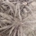 白芍种苗产地直销技术指导回收产品量大优惠