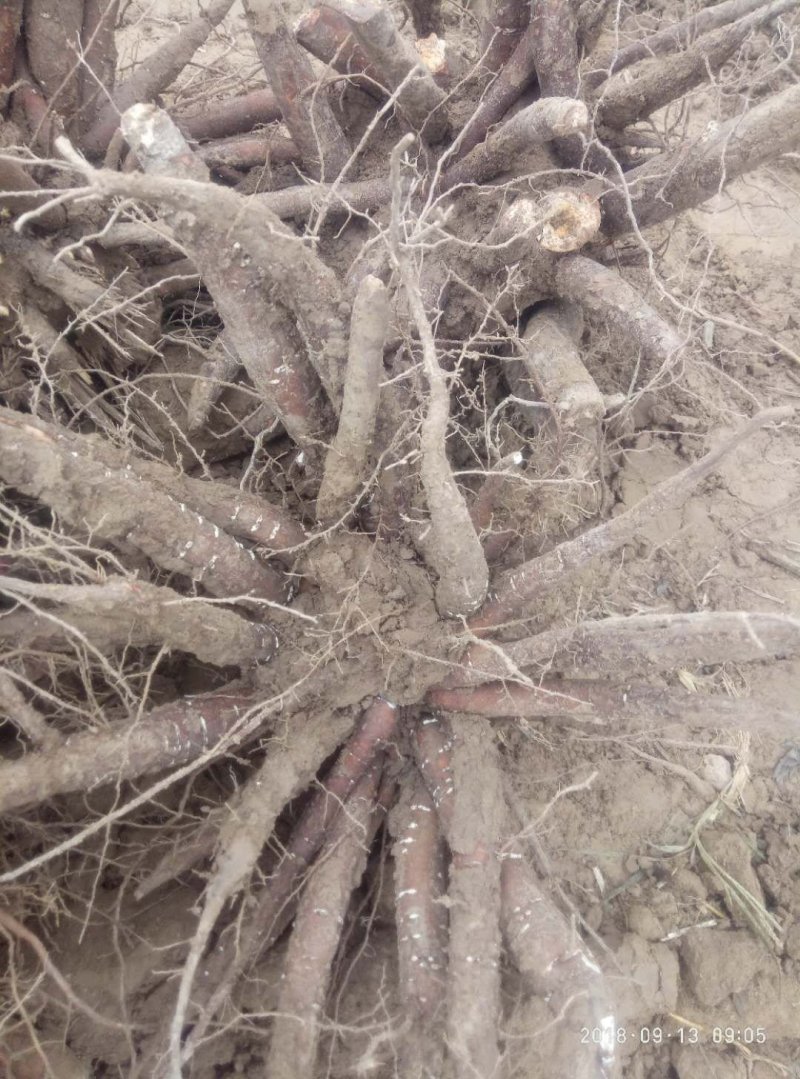 白芍种苗产地直销技术指导回收产品量大优惠