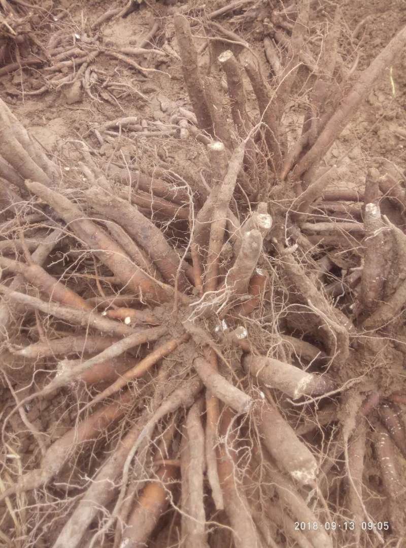 白芍种苗产地直销技术指导回收产品量大优惠