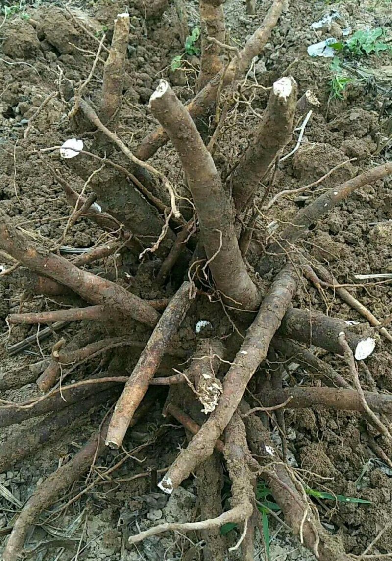 白芍种苗产地直销技术指导回收产品量大优惠