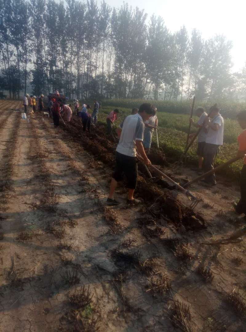 白芍种苗产地直销技术指导回收产品量大优惠