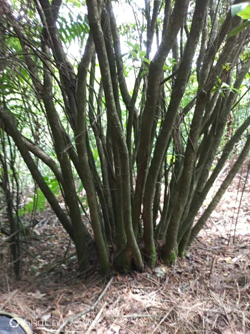 国旗红映山红
