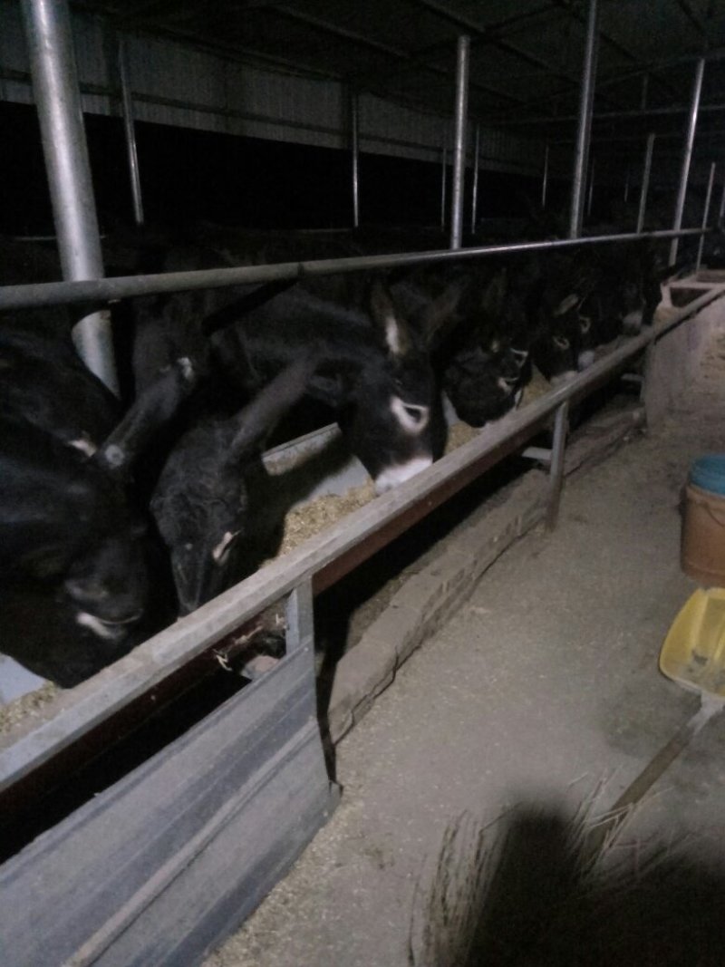 肉驴