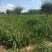 黄菖蒲高度20～50苗圃直销价格便宜