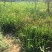 黄菖蒲高度20～50苗圃直销价格便宜