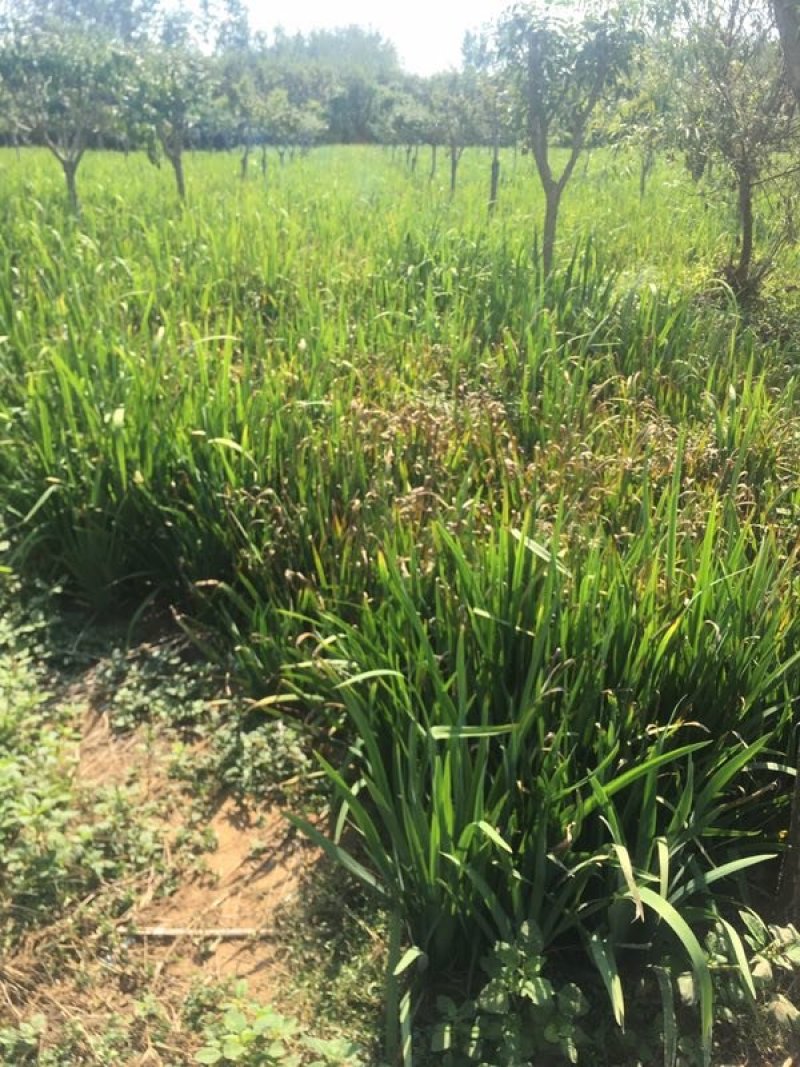 黄菖蒲高度20～50苗圃直销价格便宜