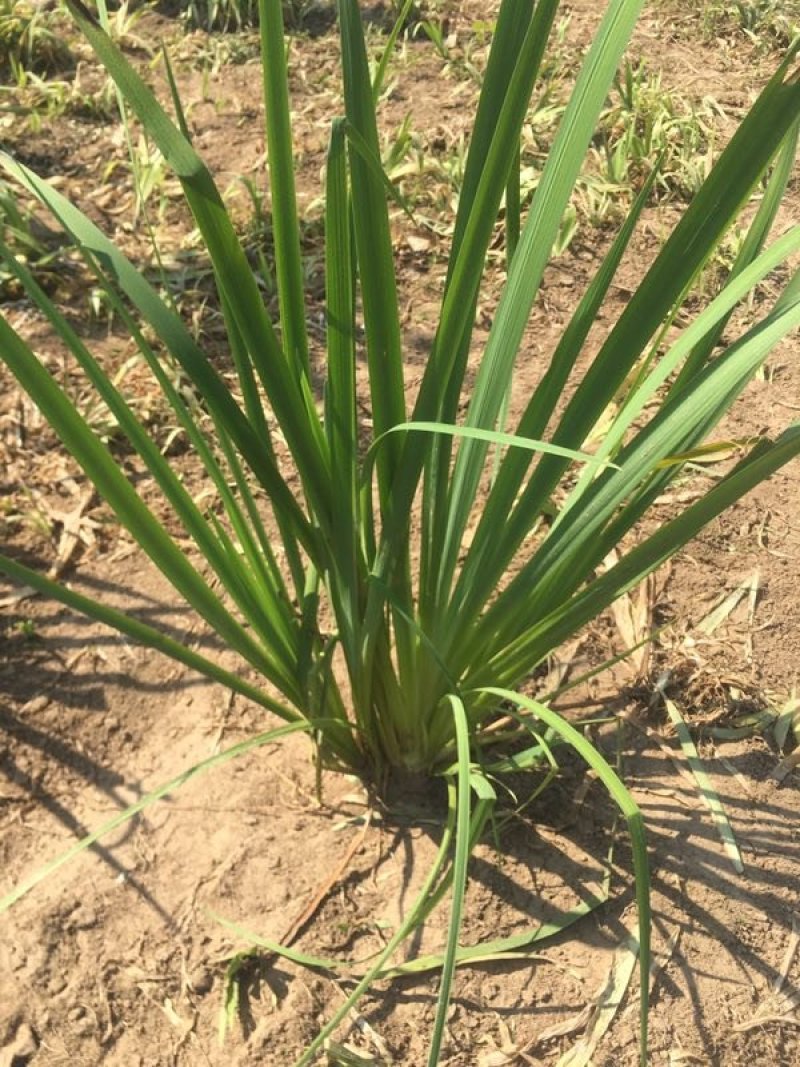 黄菖蒲高度20～50苗圃直销价格便宜