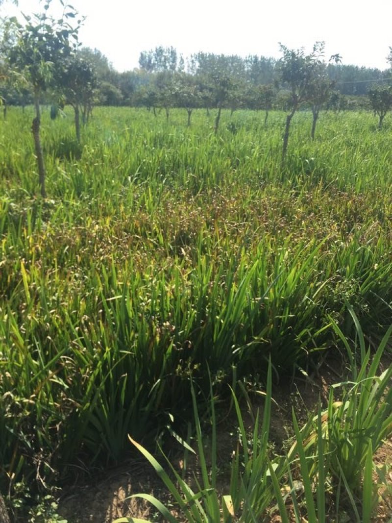 黄菖蒲高度20～50苗圃直销价格便宜
