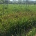 黄菖蒲高度20～50苗圃直销价格便宜