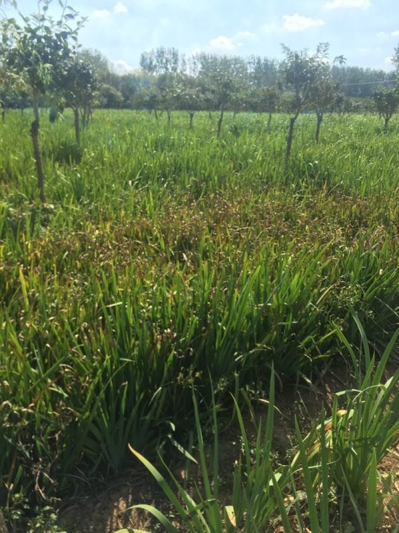 黄菖蒲高度20～50苗圃直销价格便宜