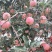 寒富苹果