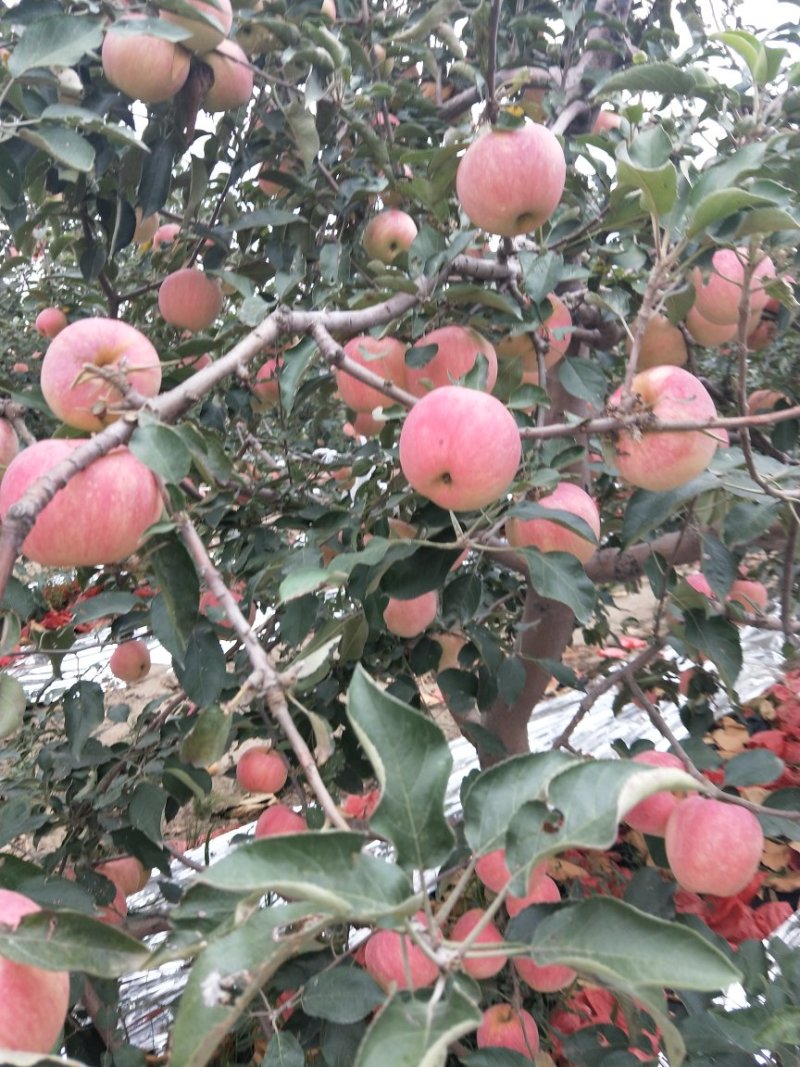 寒富苹果