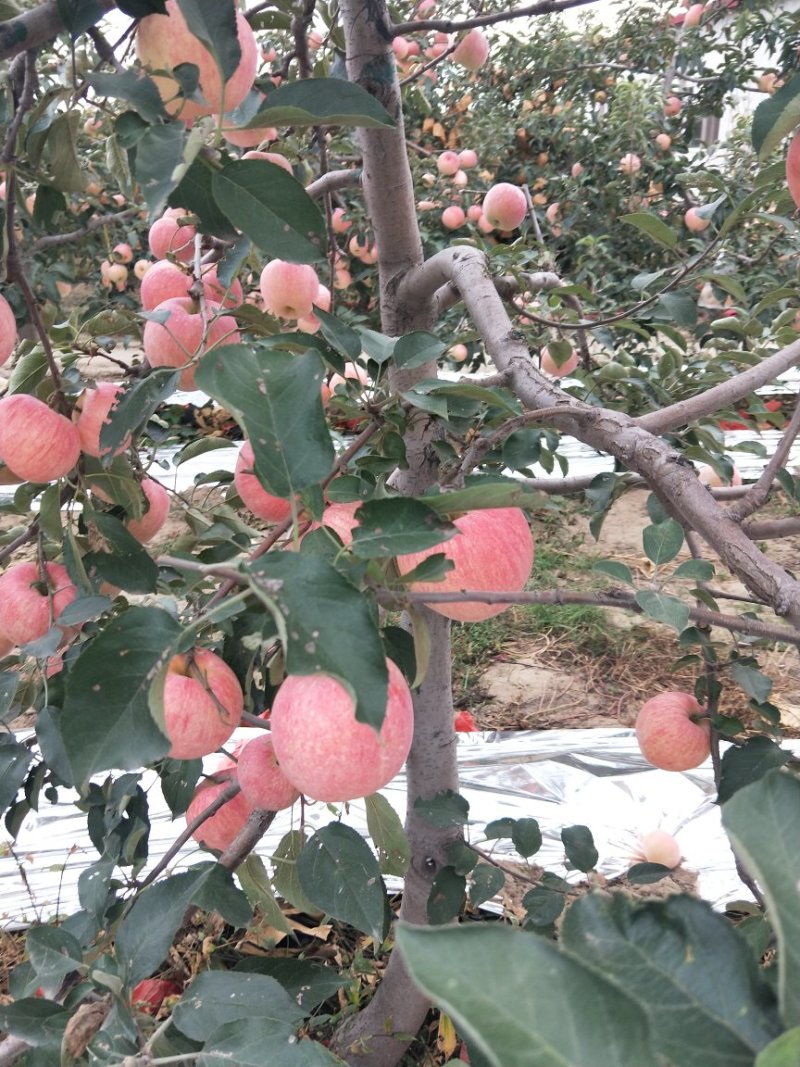 寒富苹果