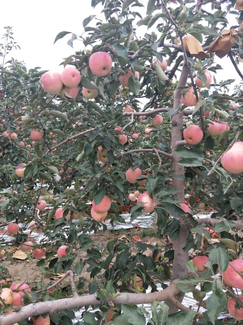 寒富苹果