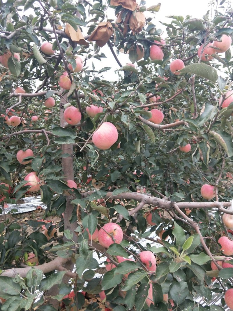 寒富苹果