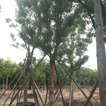 大量湖南益阳香樟出售，各种规格都有！！！