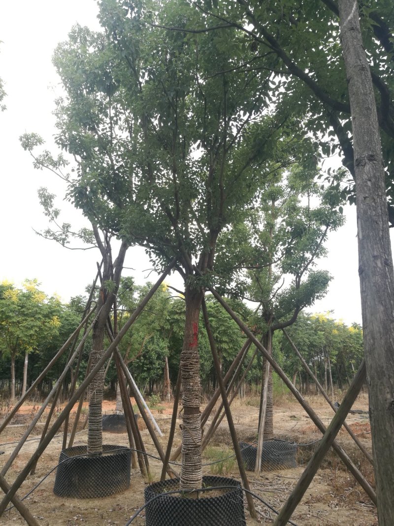 大量湖南益阳香樟出售，各种规格都有！！！