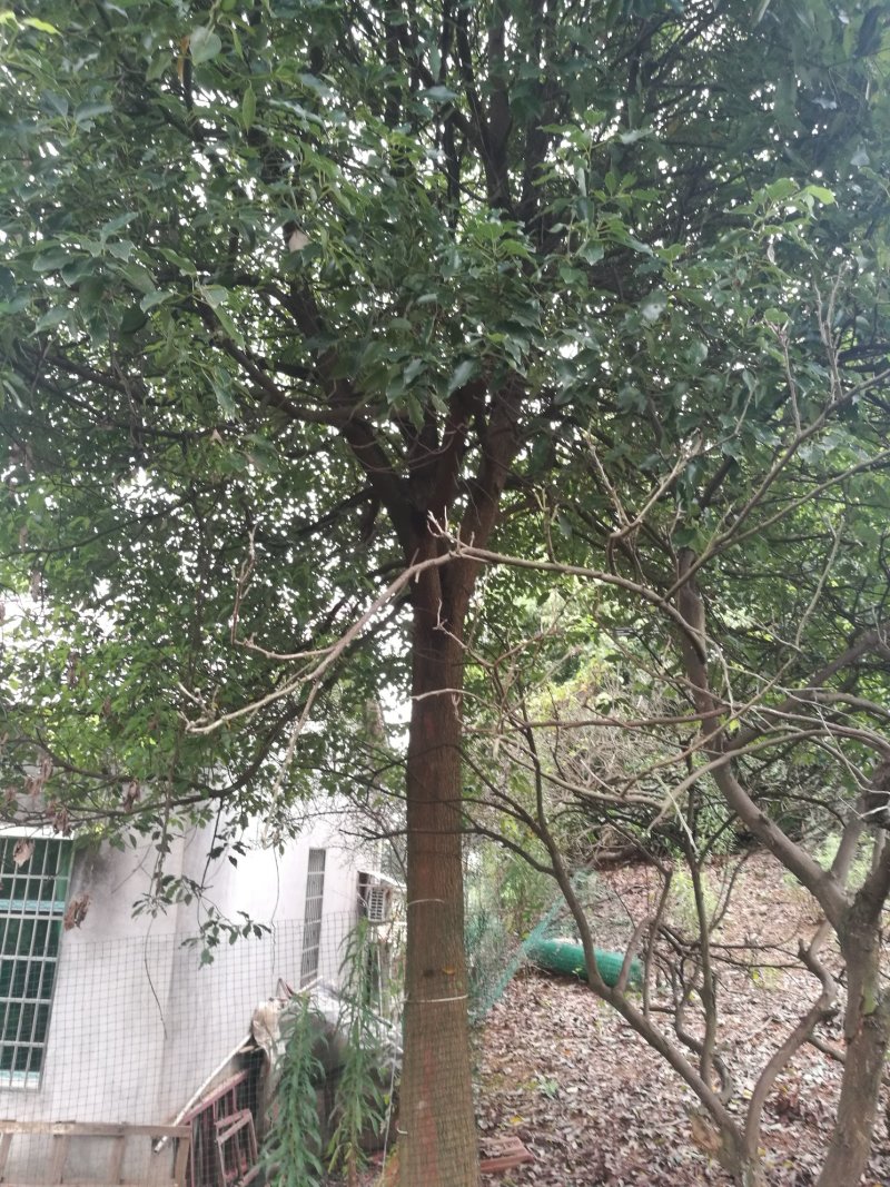 大量湖南益阳香樟出售，各种规格都有！！！